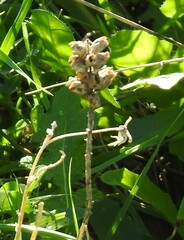 Bellardia trixago