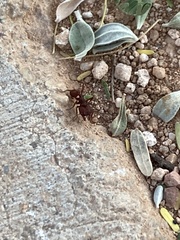 Acromyrmex versicolor