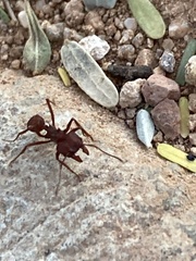 Acromyrmex versicolor