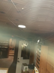 Araneus cavaticus