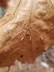 Macrodiplosis qoruca