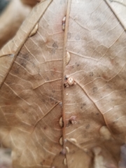 Macrodiplosis qoruca