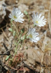 Calycoseris wrightii