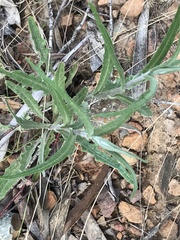 Senecio phelleus