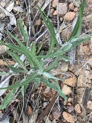 Senecio phelleus