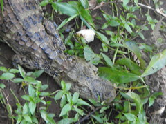 Caiman latirostris