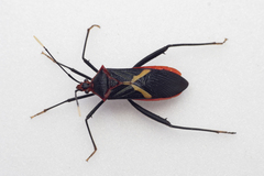 Leptoscelis tricolor