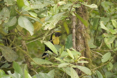 Ramphastos ambiguus