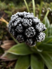 Paepalanthus