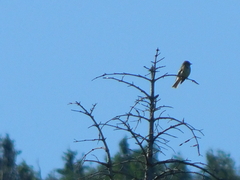 Empidonax flaviventris