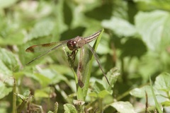Neurothemis stigmatizans