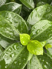 Trachelospermum asiaticum