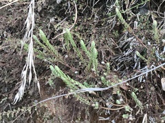 Pimelea linifolia
