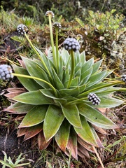 Paepalanthus