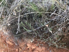 Pimelea linifolia