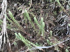 Pimelea linifolia
