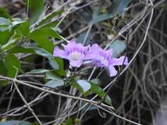 Bignonia