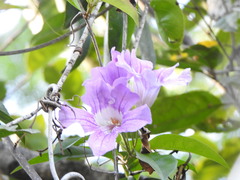 Bignonia