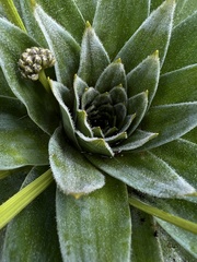 Paepalanthus