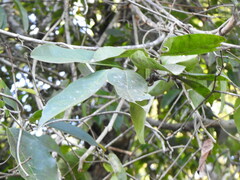Bignonia