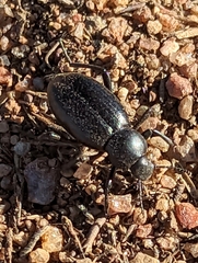 Eleodes grandicollis