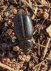 Eleodes grandicollis