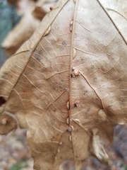 Macrodiplosis qoruca