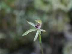 Caladenia atradenia