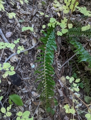 Polystichum imbricans curtum