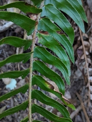 Polystichum imbricans curtum