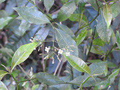 Psychotria leiocarpa