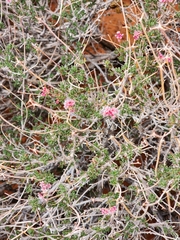 Caryophyllales