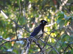 Cyanocorax chrysops