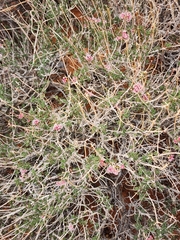 Caryophyllales