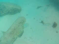 Acanthurus triostegus