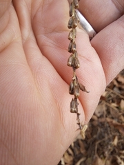 Achyranthes japonica