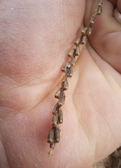 Achyranthes japonica