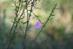 Agalinis fasciculata
