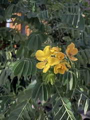Senna