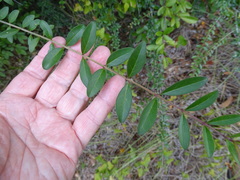 Ligustrum quihoui