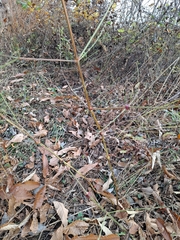 Achyranthes japonica