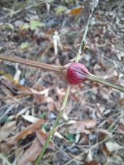 Achyranthes japonica