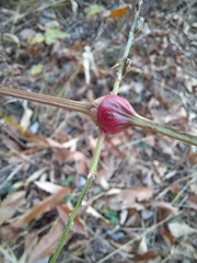 Achyranthes japonica