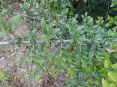 Ligustrum quihoui
