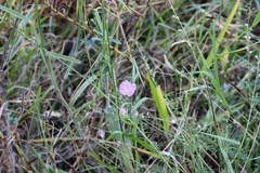 Agalinis fasciculata