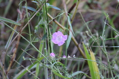 Agalinis fasciculata