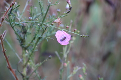 Agalinis fasciculata