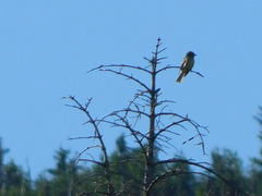 Empidonax flaviventris