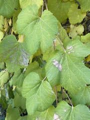 Vitis girdiana