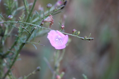 Agalinis fasciculata